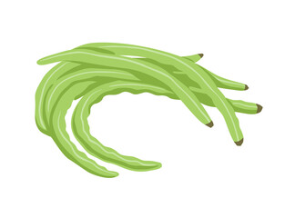 Chinese Snake Beans, Yardlong Beans, Asparagus, Long-podded cowpea. Green asian vegetable, cooking ingredient. Hand drawn flat vector illustration.