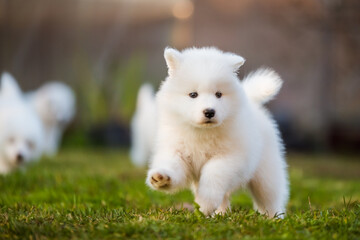 Naklejka na ściany i meble Adorable samoyed puppy running on the lawn