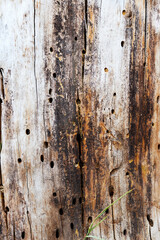 the trunk of an old tree without bark