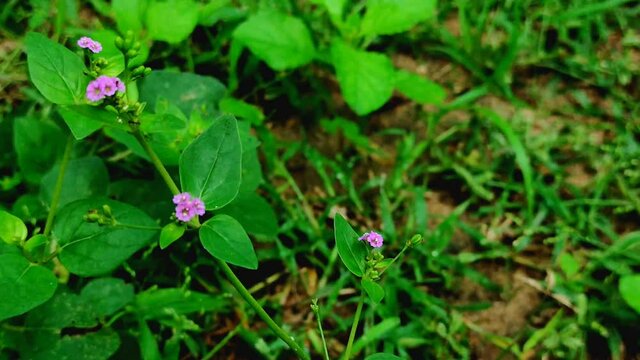 A 4K footage of purple hogweed