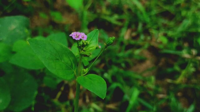 A 4K footage of purple hogweed