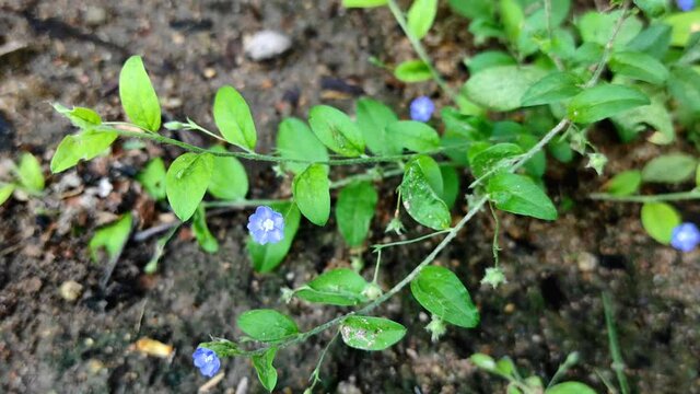 A 4K footage of purple Euphorbia
