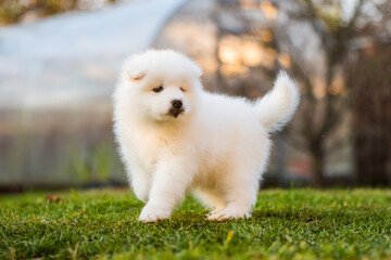 Funny Samoyed puppy on the green grass