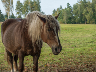 Obraz premium close up large brown roan horse head looking to the camera on the summer meadow with forest tree and grass background, selective focus