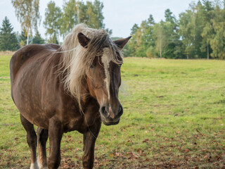 close up large brown roan horse head looking to the camera on the summer meadow with forest tree...
