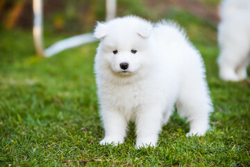 Funny Samoyed puppy on the green grass