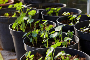 Plastic pots of Nasturtium seedlings in a non heated greenhouse