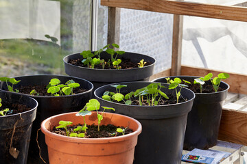 Fototapeta na wymiar Plastic pots of Nasturtium seedlings in a non heated greenhouse