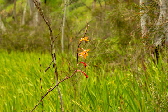 Watsonia meriana over growth in national park