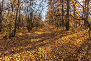 Dirt road in the autumn forest. Light background