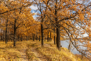 The road in the yellow oak grove in autumn