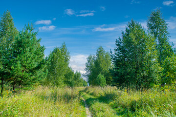 A narrow path in the grass between the trees. Summer landscape with a road trodden in the grass.
