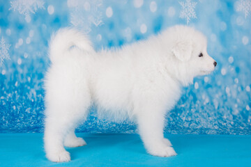 White fluffy small Samoyed puppy dog is standing on blue blanket