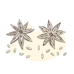 Vector sketch illustration of star anise. Hand drawn kitchen herb graphic  print