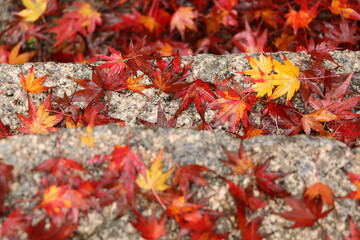石段に積もる紅葉したモミジの葉