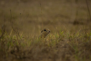 squirrel in the grass