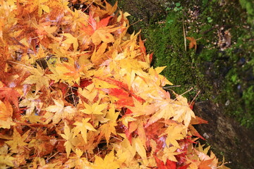 溝に溜まったモミジの紅葉