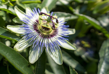 passion flower
