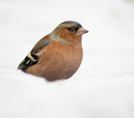 robin on snow