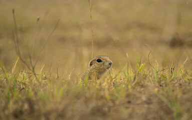 prairie dog eating