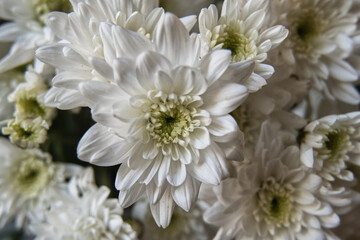 white chrysanthemum flowers