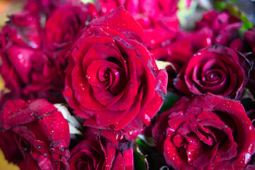 pink roses with drops