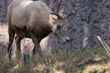 オオツノヒツジ