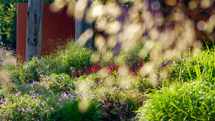 Blumen im Stadtpark Papenburg
