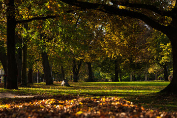 Herbstliche Parklandschaft mit grünem Rasen und farbigen Herbstlaub
