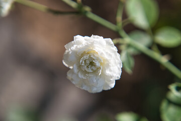 white flower