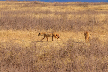 Two jackals walking in dry savannah in Ngorongoro crater national park, Tanzania