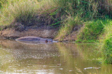Fototapeta premium Hippo (Hippopotamus amphibius) in a river in Serengeti National Park, Tanzania. Wildlife of Africa