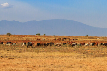 Herd of zebu cattles on a pasture in Tanzania