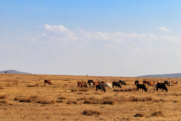Fototapeta na wymiar Herd of zebu cattles on a pasture in Tanzania