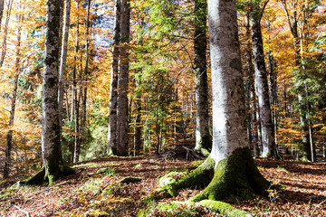 Obraz premium Cansiglio forest with autumn colors