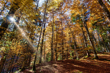 Fototapeta na wymiar Cansiglio forest with autumn colors