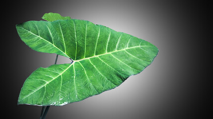 Isolated tropical elephant ear leaf with clipping paths.