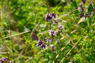 Ringlet (Aphantopus hyperantus) butterfly sitting on a pink flower in Zurich, Switzerland