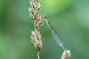 Fototapeta premium White legged damselfly female, sitting on dry grass. Waiting for prey. Blurred natural green background. Side view, closeup. Genus species Platycnemis pennipes. 