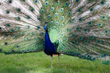 peacock spreading his feathers