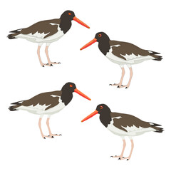 Set of oystercatcher realistic colorful standing sooty pied black American - obrazy, fototapety, plakaty