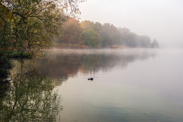 Obraz na płótnie Canvas Small lake on a foggy autumn morning. The trees are already changing color. A coot swims in the foreground. The photo was taken in the Dutch province of North Brabant.