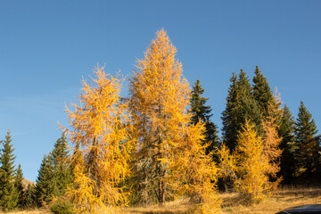 Fototapeta premium Goldener Herbst