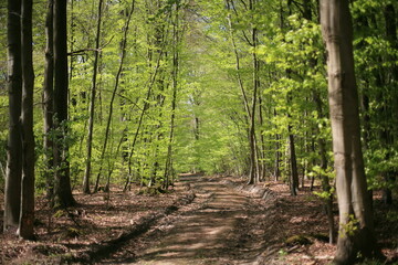 Waldweg im Buchen-Wald