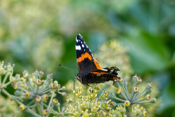 Red admiral butterfly (Vanessa Atalanta) with open wings perched on hedge (hedera helix) in Zurich, Switzerland
