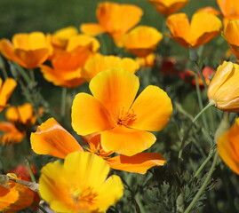 Obraz na płótnie Canvas Summer backgroung. Flowers of eschscholzia californica or golden californian poppy, cup of gold, flowering plant in family papaveraceae