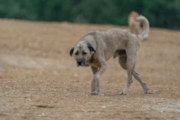 Stray dogs, known as Free-roaming city dogs, that live in cities.