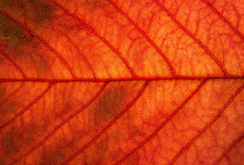 Naklejka na ściany i meble Close up of a yellow, orange, brown leaf. macro photography