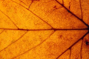 Close up of a yellow, orange, brown leaf. macro photography