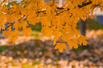 tree branch with yellow dry leaves with orange sunlight 